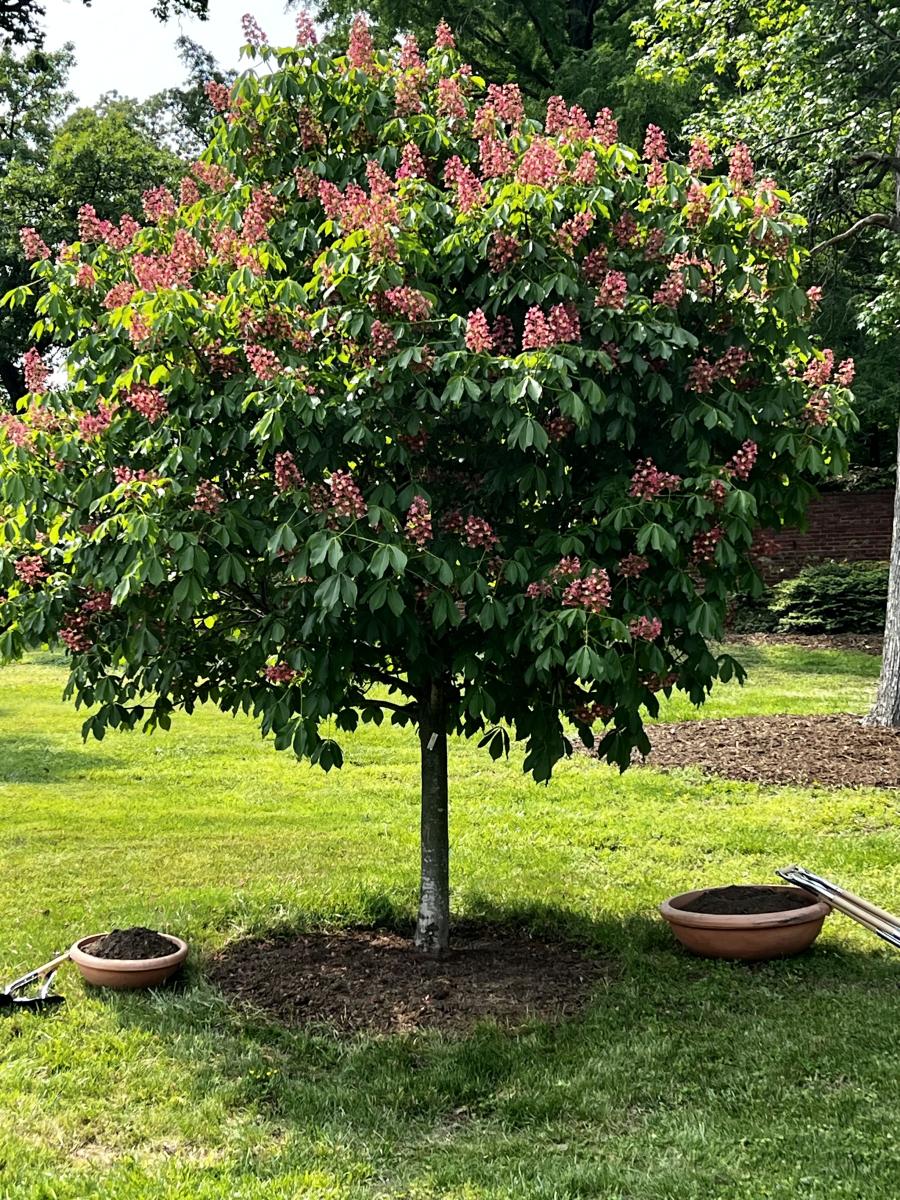 The tree is a magnificent pink horse chestnut.